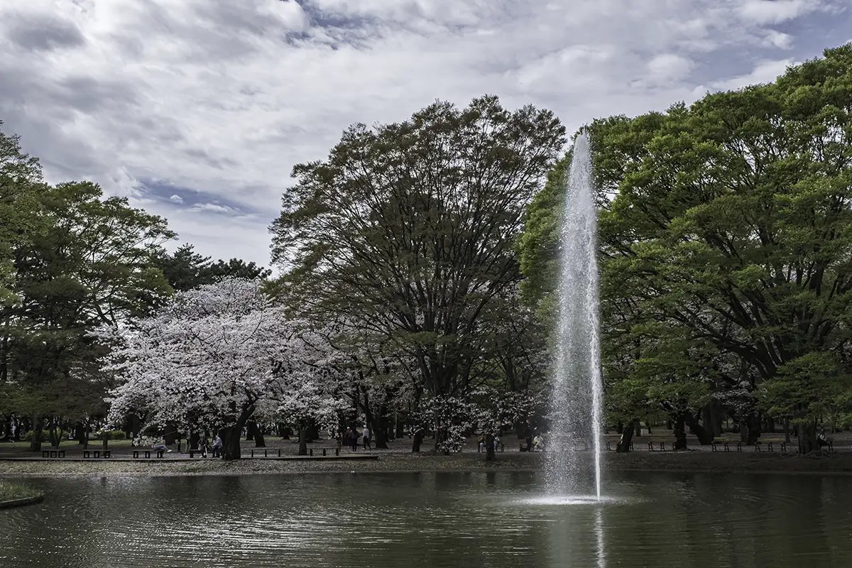 🌳 요요기 공원 이미지 7
